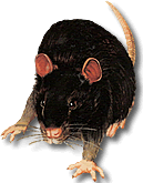 Rat